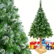 Choinka sosna diamentowa na pniu 180cm + Worek