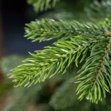 Choinka sztuczna Sosna z gałązkami PE 220cm