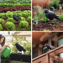 Kruk odstraszacz ptaków stojący