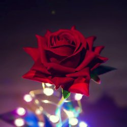 Wieczna róża w szkle pełna świecąca LED Czerwona
