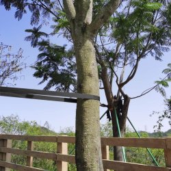 Taśma elastyczna do wiązania roślin 30mm/40m