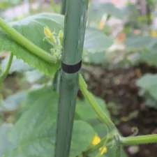 Taśma elastyczna do wiązania roślin 30mm/60m