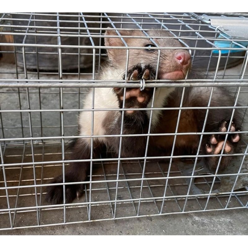 Żywołapka na kuny, łasice i szczury bezpieczna dla zwierząt metalowa pułapka 65x21x20cm