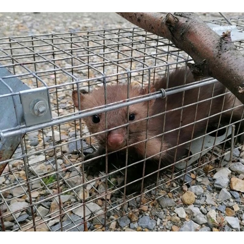 Żywołapka na kuny, łasice i szczury bezpieczna dla zwierząt metalowa pułapka 65x21x20cm