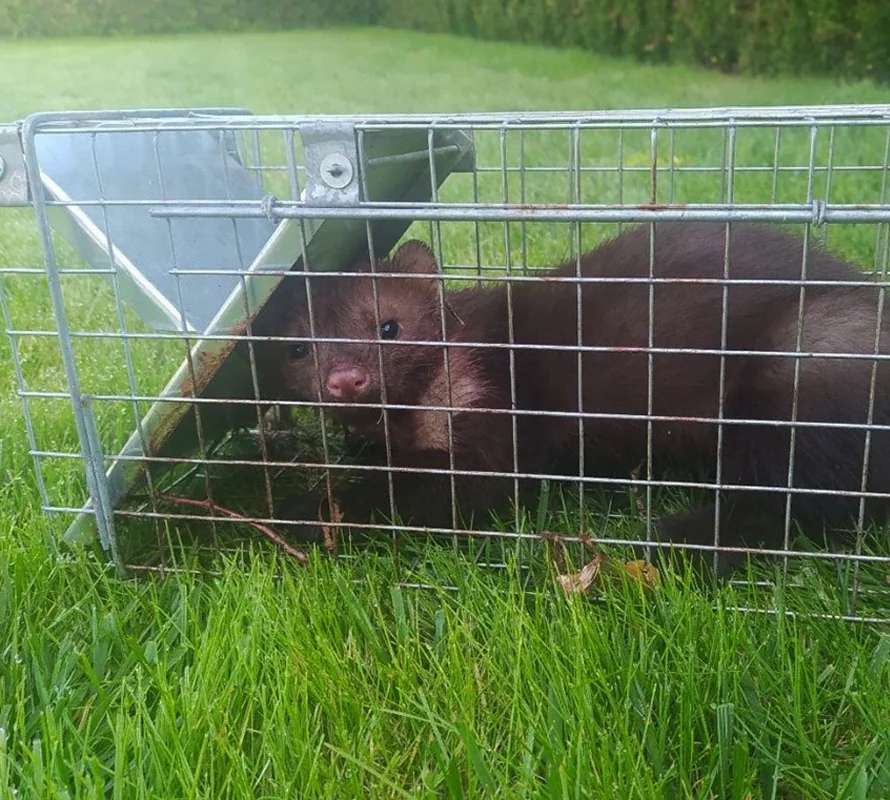 Żywołapka na kuny, łasice i szczury bezpieczna dla zwierząt metalowa pułapka 65x21x20cm