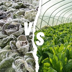 Agrowłóknina zimowa okryciowa biała 3,2x20m 50g/m2