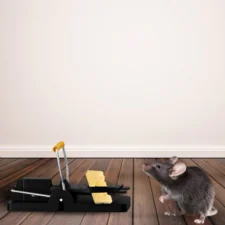 Pułapka klasyczna gilotynowa na szczury, myszy i gryzonie 2 sztuki