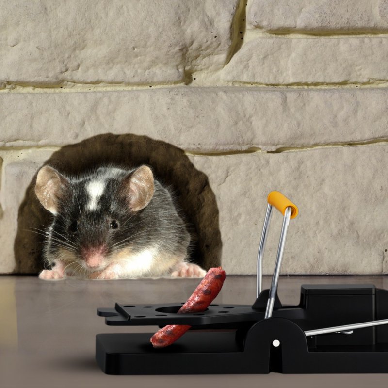 Pułapka klasyczna gilotynowa na szczury, myszy i gryzonie 2 sztuki