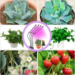 Lampa UV do wzrostu roślin 60LED 6x lampa klips