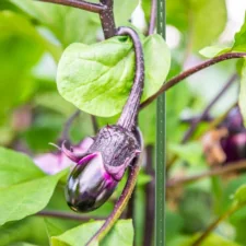 Tyczki do roślin pnących podpora 11mm 120cm 10 sztuk