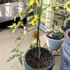 Tyczki do roślin pnących podpora 11mm 120cm 10 sztuk