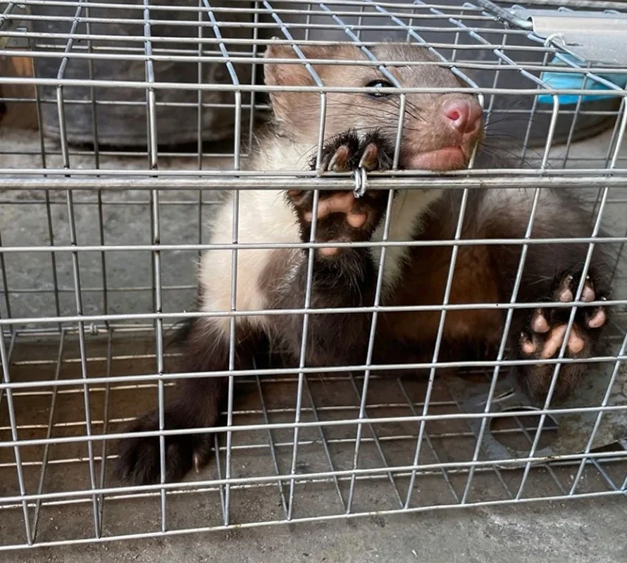 Żywołapka na kuny, łasice i szczury bezpieczna dla zwierząt metalowa pułapka 82x21x20cm