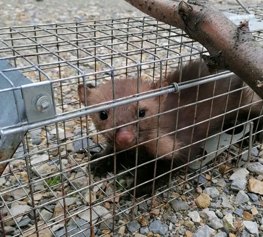 Żywołapka na kuny, łasice i szczury bezpieczna dla zwierząt metalowa pułapka 82x21x20cm