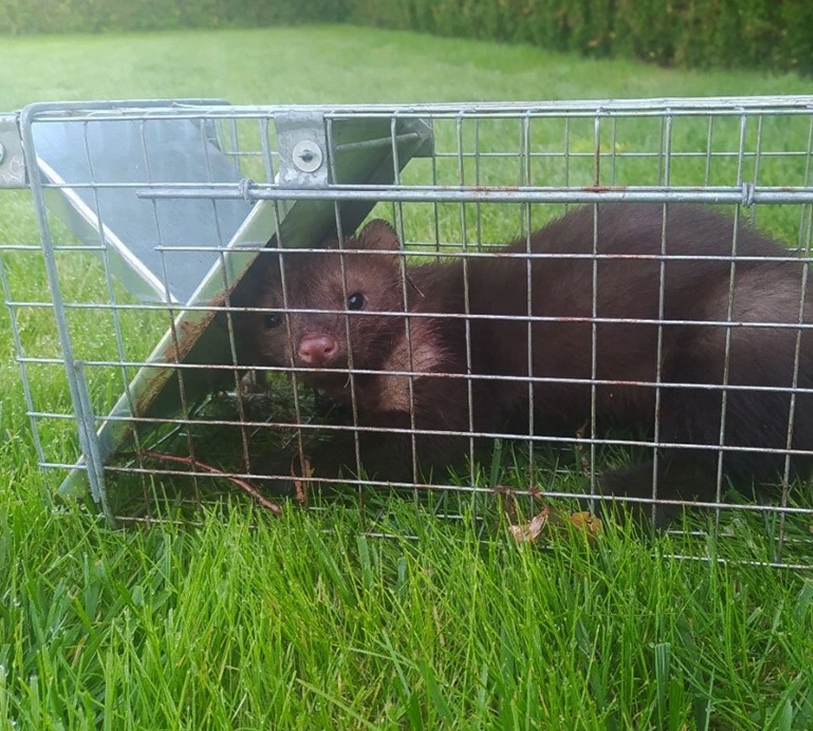 Żywołapka na kuny, łasice i szczury bezpieczna dla zwierząt metalowa pułapka 82x21x20cm Żywołapka na kuny, łasice i szczury bezpieczna dla zwierząt metalowa pułapka 82x21x20cm