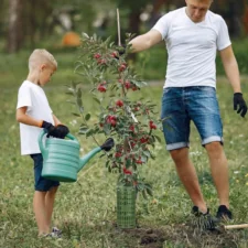 Osłona na pieńki drzew i innych roślin Zielona 6 sztuk