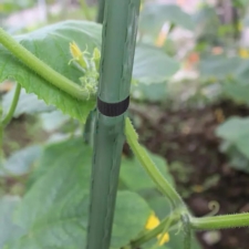 Taśma do mocowania drzew, roślin elastyczna Czarna 15mm / 40m