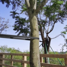 Taśma do mocowania drzew, roślin elastyczna Czarna 40mm / 40m