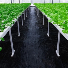 Agrowłóknina wiosenna ściółkująca na chwasty czarna 70g/m2 1,6x100m + 100 Szpilek