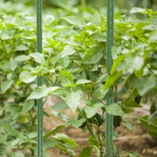 Tyczki do roślin pnących podpora 16mm 150cm 10 sztuk