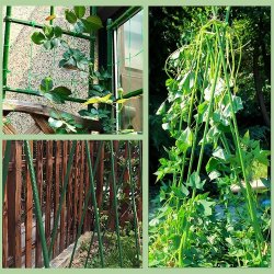 Tyczki do roślin pnących podpora 16mm 150cm 10 sztuk