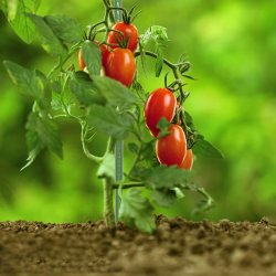 Tyczki do roślin pnących podpora 16mm 120cm 10 sztuk