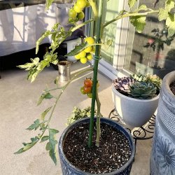 Tyczka do roślin pnących paliki 180cm 10 sztuk