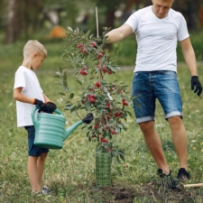Osłona na pieńki drzew i innych roślin Zielona 6 sztuk