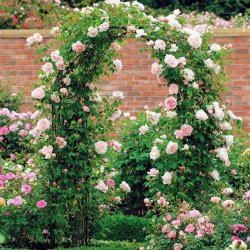 Pergola ogrodowa metalowa łuk 240cm