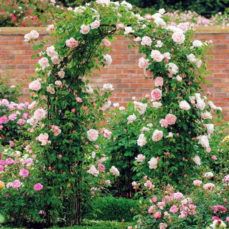 Pergola ogrodowa metalowa łuk 240cm