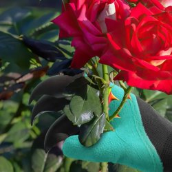 Rękawice ogrodowe rękawiczki z pazurami