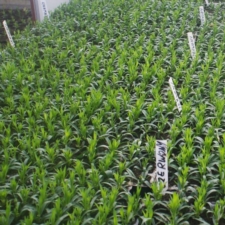 Wbijane etykiety do roślin wąskie Białe 10 sztuk