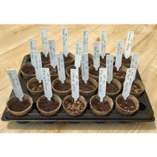 Wbijane etykiety do roślin wąskie Białe 50 sztuk