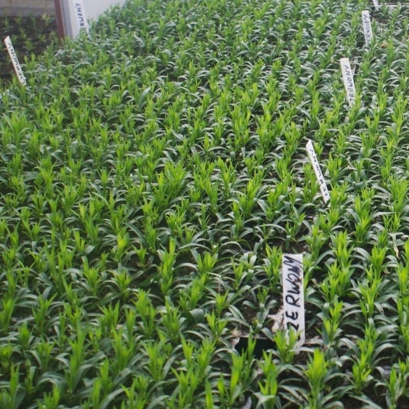 Wbijane etykiety do roślin wąskie Białe 50 sztuk