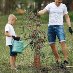 Osłona na pieńki drzew i innych roślin Brązowa 6 sztuk