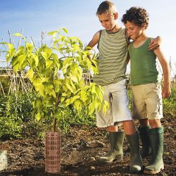 Osłona na pieńki drzew i innych roślin Brązowa 6 sztuk