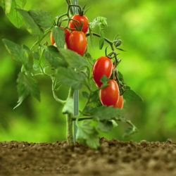 Tyczki do roślin pnących podpora 11mm 120cm 10 sztuk