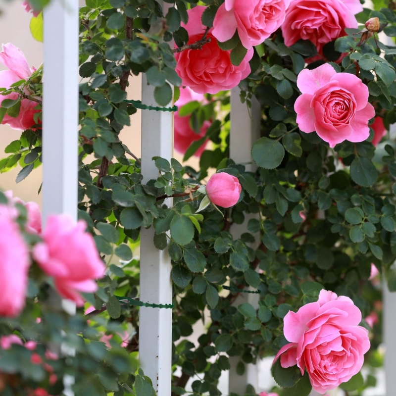 Opaski zaciskowe wielorazowe do roślin regulowane trytytki 100 szt.