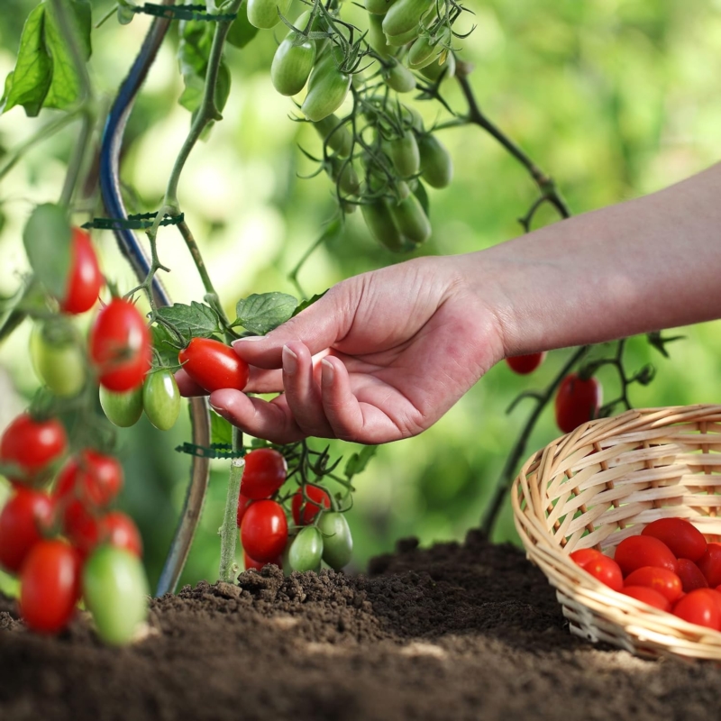 Opaski zaciskowe wielorazowe do roślin regulowane trytytki 100 szt.