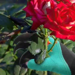 Rękawice ogrodowe z pazurami wielofunkcyjne