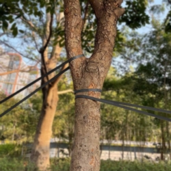 Taśma do mocowania drzew, roślin elastyczna Czarna 30mm / 40m