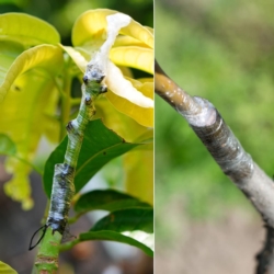 Sekator nożycowy do szczepienia drzewek, krzewów, roślin + Zapasowe noże 2 sztuki