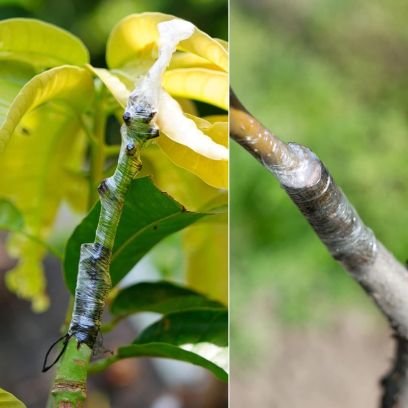 Sekator nożycowy do szczepienia drzewek, krzewów, roślin + Zapasowe noże 2 sztuki