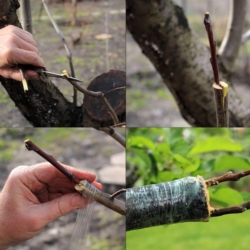 Sekator nożycowy do szczepienia drzewek, krzewów, roślin + Zapasowe noże 2 sztuki