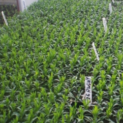 Wbijane etykiety do roślin wąskie Białe 50 sztuk