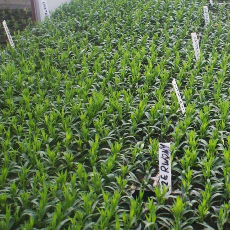 Wbijane etykiety do roślin wąskie Białe 50 sztuk