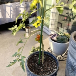 Tyczki do roślin pnących podpora 16mm 120cm 10 sztuk