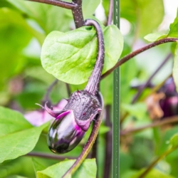 Tyczki do roślin pnących podpora 16mm 150cm 10 sztuk