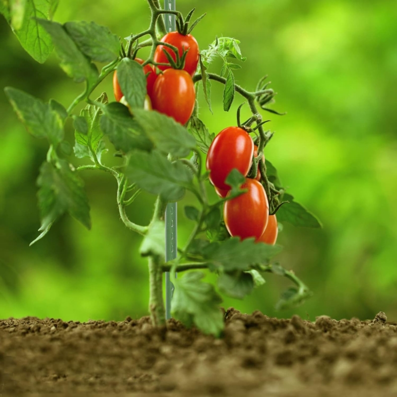 Tyczki do roślin pnących podpora 16mm 180cm 10 sztuk