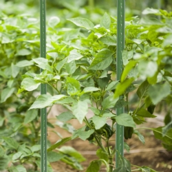 Tyczki do roślin pnących podpora 16mm 180cm 10 sztuk