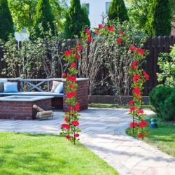 Pergola ogrodowa do róż i roślin pnących metalowa łuk ze szpicem 260cm